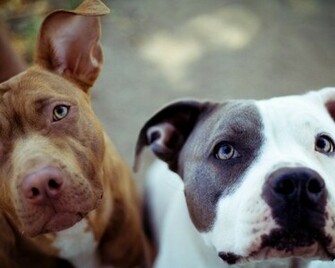 Pit Bull Wallpaper S