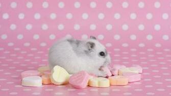 Pics Photos Hamster Quotes Wallpaper HD Desktop