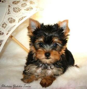 Yorkshire Terrier Puppies In Illinois Yorkie Breeder