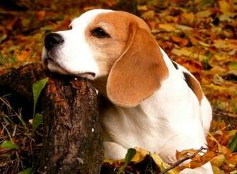 Beagle Dog Wallpaper Glitter