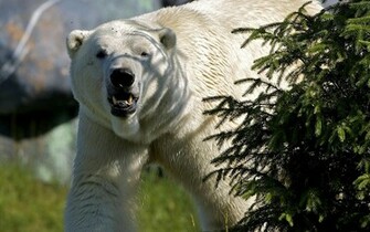 Polar Bear For Christmas Tree Wallpaper And Image