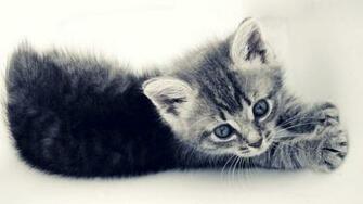 Animal HD Wallpaper Hebus Org High Definition