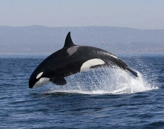 All Rights Reserved Monterey Bay Whale Watch Killer Photo