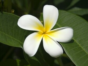 Frangipani Flowers Wallpaper