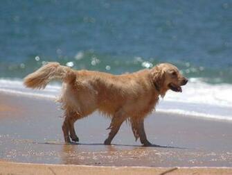 Golden Retriever Background