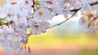 Spring Wallpaper HD Resolution For Desktop