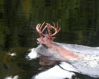 Big Buck Deer Island