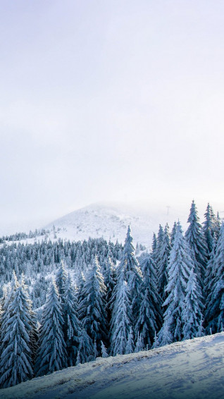 Winter Forest iPhone Wallpaper