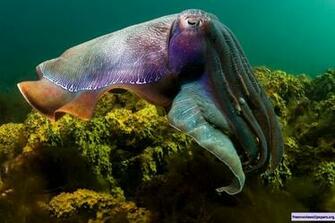 Under The Sea 3d Wallpaper Moallpapers Org