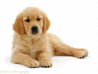 Golden Retriever Pup Jasmine Weeks Old Lying Head Up