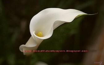Beautiful Wallpaper Calla Lily Flowers