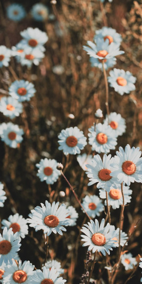 Daisy Aesthetic Wallpaper