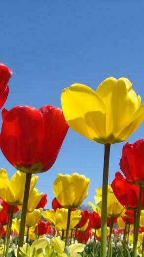 Spring Flowers iPhone Plus Wallpaper