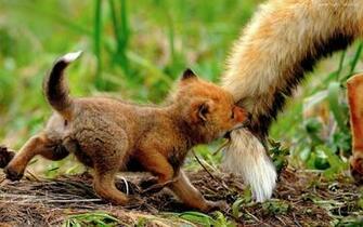 My Adorable Fox Wallpaper Collection