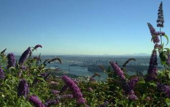 Wallpaper Vancouver Flowery Desktop
