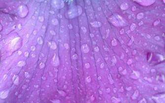Lavender Color Ing Gallery