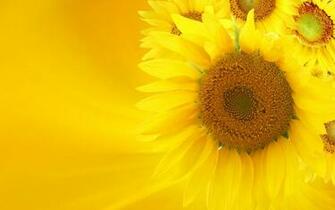 Wallpaper Sunflower