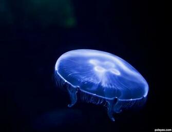 Moon Jellyfish Drawing Amazing Wallpaper