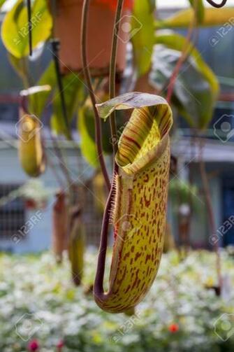 Best Closeup Of Nepenthes With Blurred Wallpaper Image