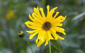 Yellow Daisy HD Wallpaper In Flowers Imageci