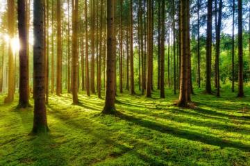 Green Nature Pictures Image