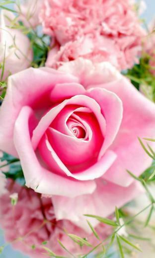 Pink Rose Jpg Phone Wallpaper By Twifranny