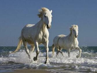 Ild Horses On The Beach HD Wallpaper Background Image