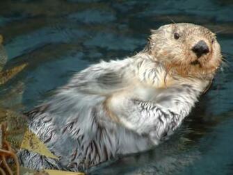 River Otter Image Pictures Becuo