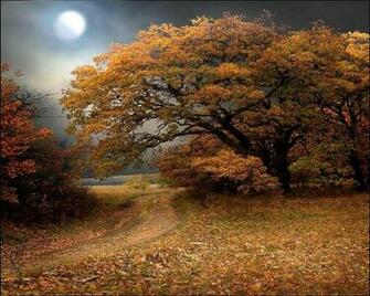 3d Fall Wallpaper
