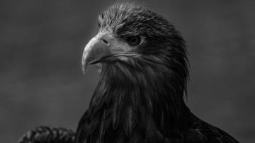 Black Eagle Wallpaper For Desktop Cool