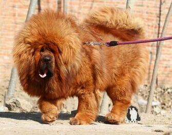Tibetan Mastiff HD Wallpaper Allpaper
