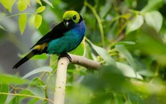 Birds Of Paradise Wallpaper HD Pics Ten