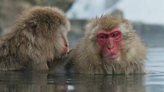 Japanese Macaque Wallpaper X Net