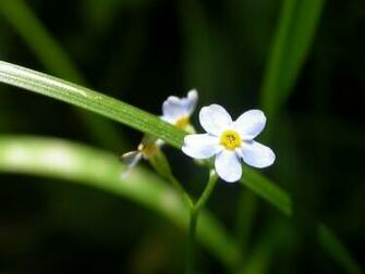 Flowers Flower Huge Collection Of Amazing High Resolution Wallpaper