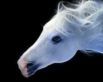 Wallpaper Horse Computer Screensavers And