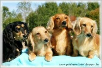 Dachshund Dog HD Wallpaper Image