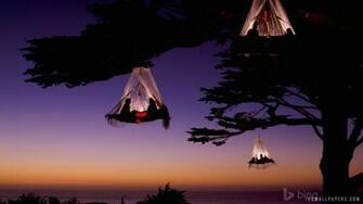Tree Camping HD Wallpaper IHD