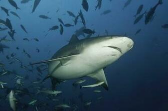 Shark Wallpaper HD Background Image Pics Photos