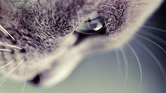 Cats HD Wallpaper High Definition Quality