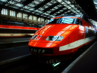 Funny Animal Picture Beautiful Animals Trains Wallpaper