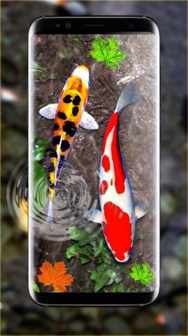 Android 3d Koi Fish Wallpaper HD Live Apk