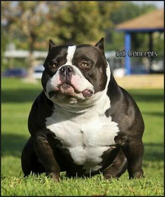 American Pitbull Wallpaper