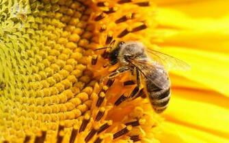 Pics Photos Bee Wallpaper