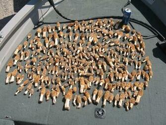 Hoyt Bow Hunting Wallpaper Minny Mo March