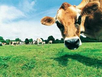 Tag Funny Farm Animals Wallpaper Image Photos Pictures And