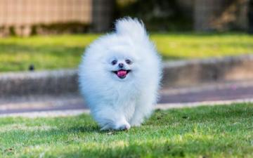 Flashanimationstudio On Cute Fluffy Dogs Pomeranian Dog
