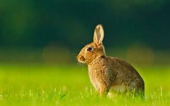 Rabbit Desktop HD Wallpaper Only