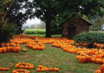 Autumn Pumpkin Wallpaper Patch