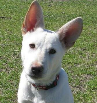 Headshot Of Rescued German Shepherd Baby Related Image
