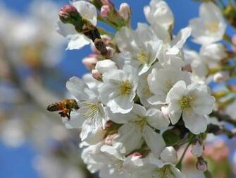 Springtime Desktop Wallpaper Pictures Photos